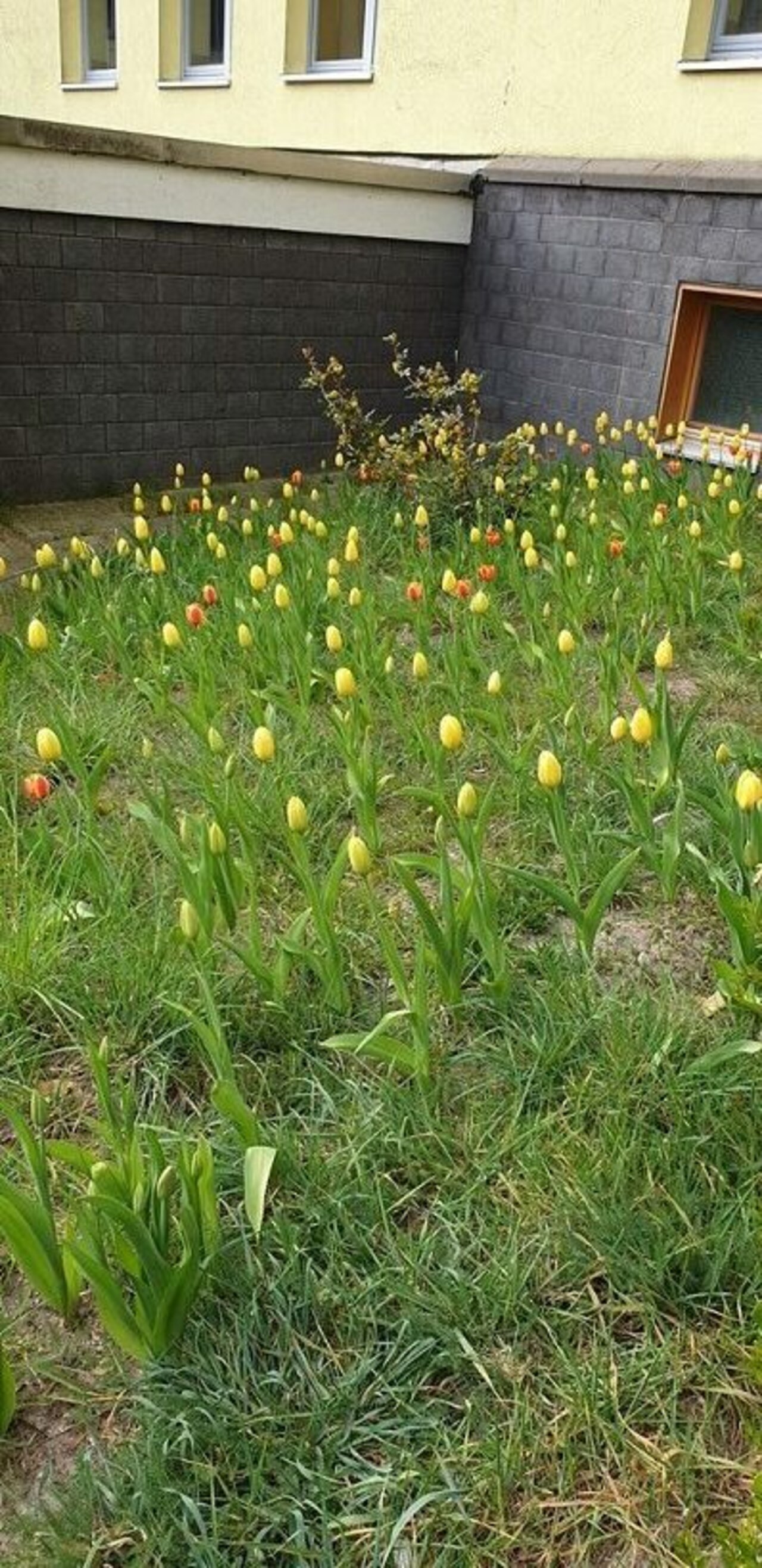 Berufsfachschulklassen unterstützen Aktion „Tulpen für Brot“ Image 1