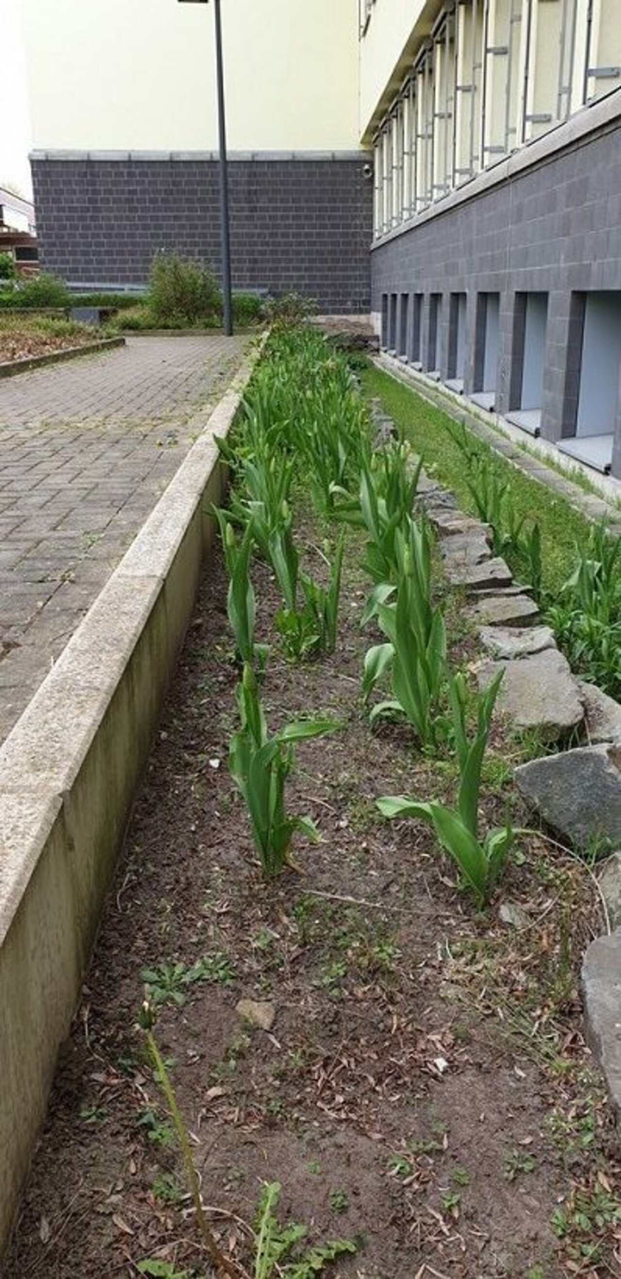 Berufsfachschulklassen unterstützen Aktion „Tulpen für Brot“ Image 3