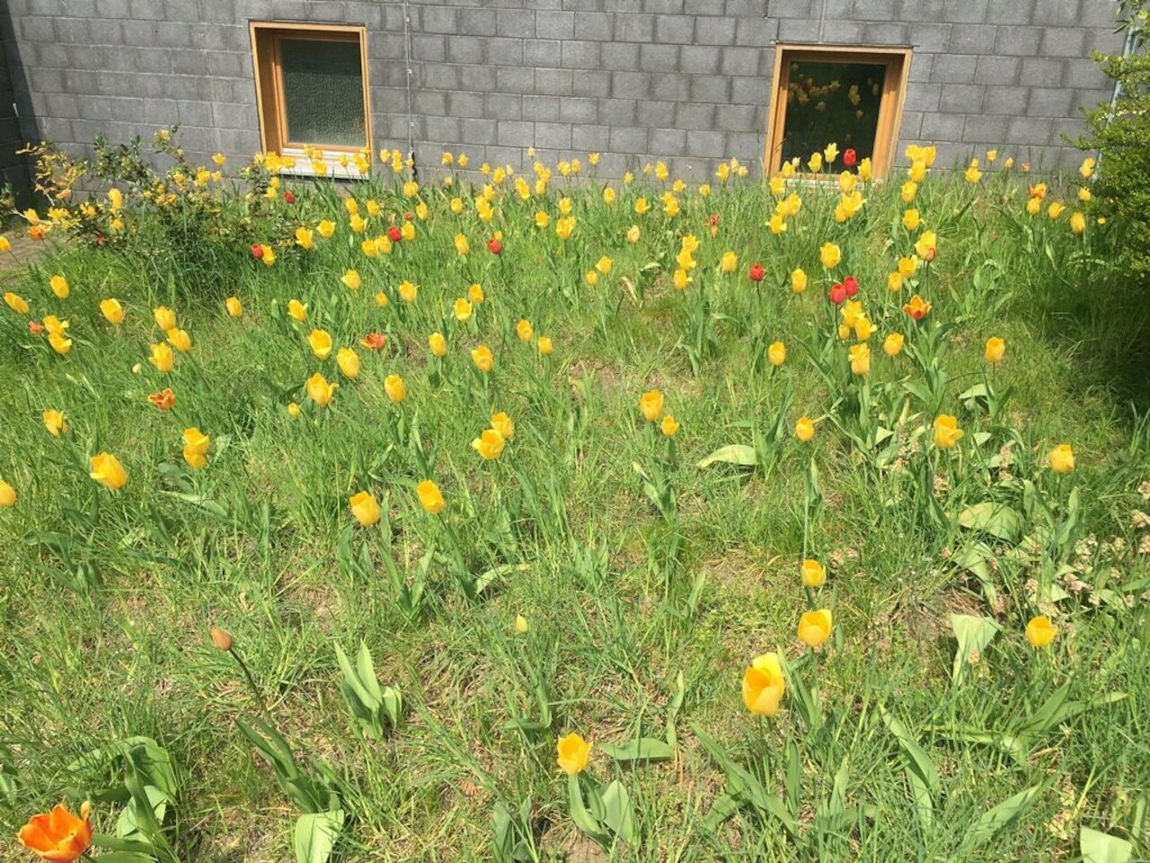 Erneute Unterstützung der Aktion „Tulpen für Brot“ Image 1
