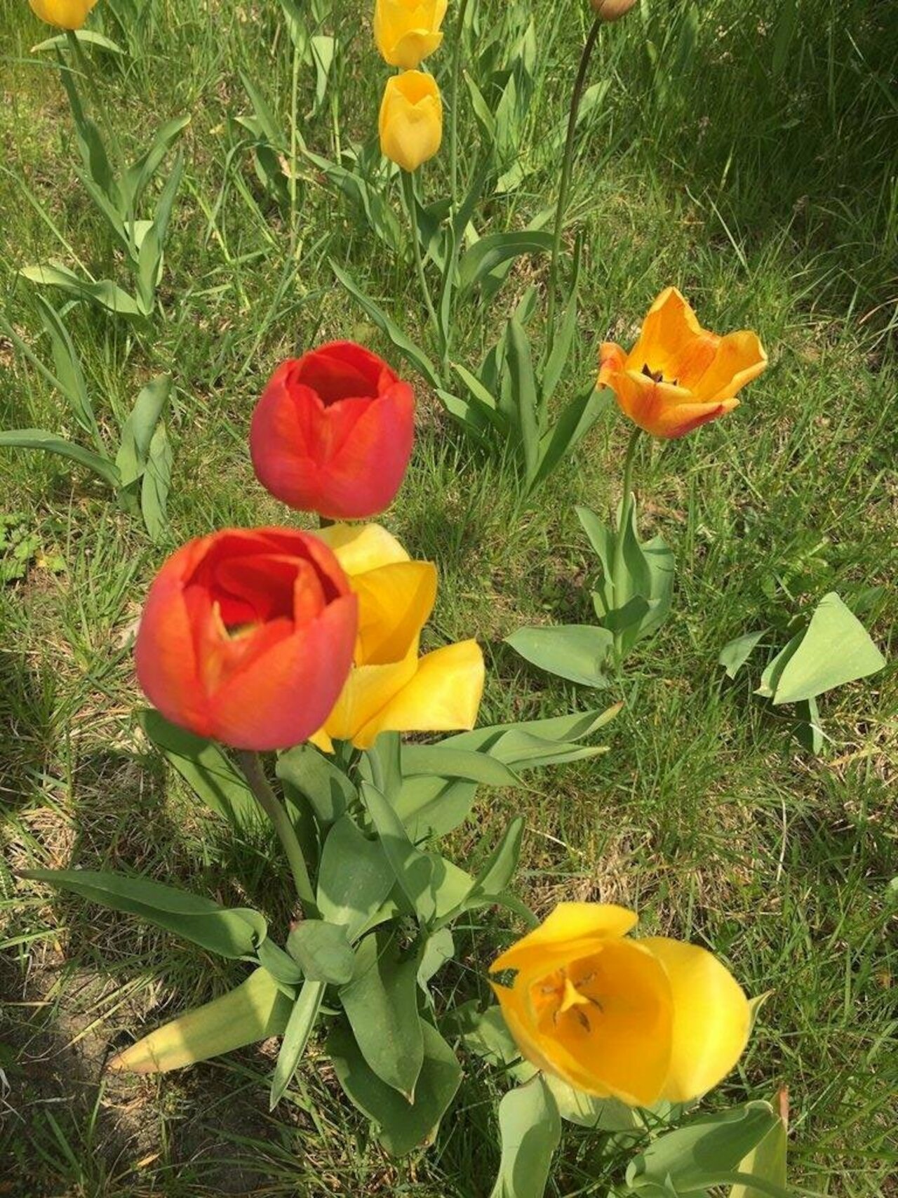 Erneute Unterstützung der Aktion „Tulpen für Brot“ Image 2